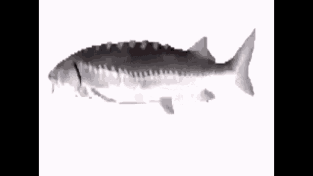 a spinning fish gif